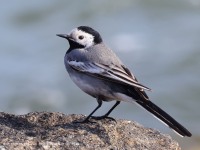 A10A2733White_Wagtail