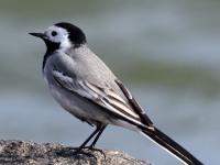 A10A2743White_Wagtail