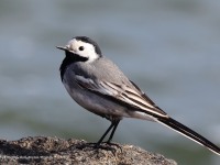 A10A2752White_Wagtail