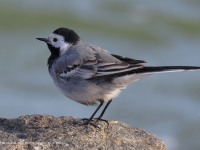 A10A2757White_Wagtail