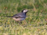 A10A2791White_Wagtail
