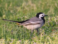 A10A2796White_Wagtail