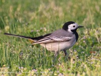 A10A2796White_Wagtail