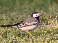 A10A2801White_Wagtail