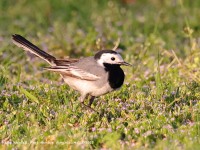 A10A2802White_Wagtail
