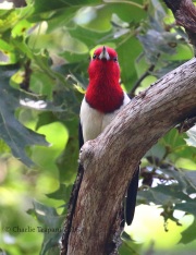 0J6A3353Red-Headed_Woodpecker