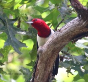 0J6A3355Red-headed_Woodpecker