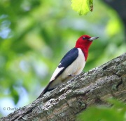 0J6A3366Red-headed_Woodpecker