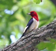 0J6A3380Red-headed_Woodpecker
