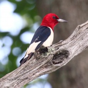 0J6A3429Red-headed_Woodpecker