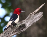 0J6A3432Red-headed_Woodpecker