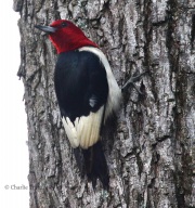 0J6A3473Red-headed_Woodpecker