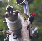 0J6A3483Red-headed_Woodpecker