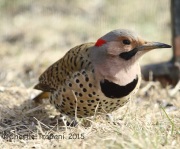 6S3A3483Northern_Flicker