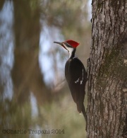 6s3a0080pileatedwoodpecker
