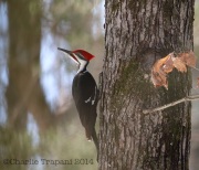 6s3a0081pileatedwoodpecker