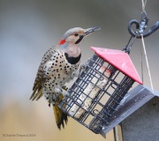 6s3a1261Flicker