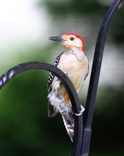 6s3a1282red-belliedwoodpecker