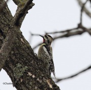 6s3a2697yellow-belliedsapsucker
