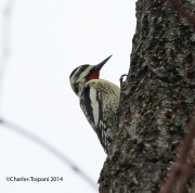 6s3a2706yellow-belliedsapsucker