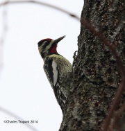 6s3a2713yellow-belliedsapsucker