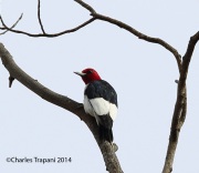 6s3a3240red-headedwoodpecker