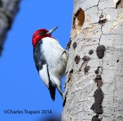 6s3a3535red-headedwoodpecker
