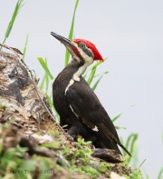 6s3a4065pileatedwoodpecker
