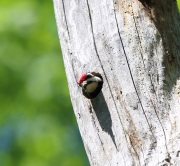6s3a5251yellow-belliedsapsucker