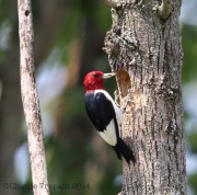6s3a6231red-headedwoodpecker