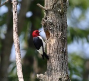 6s3a6238red-headedwoodpecker