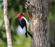 6s3a6254red-headedwoodpecker
