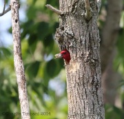 6s3a6263red-headedwoodpecker