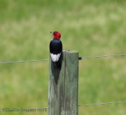 6s3a6287red-headedwoodpecker