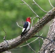 6s3a6296red-headedwoodpecker