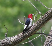 6s3a6297red-headedwoodpecker
