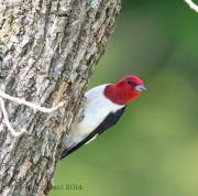 6s3a6310red-headedwoodpecker