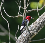 6s3a6314red-headedwoodpecker