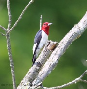 6s3a6330red-headedwoodpecker