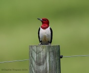 6s3a6353red-headedwoodpecker