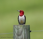 6s3a6357red-headedwoodpecker