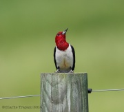 6s3a6363red-headedwoodpecker