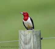6s3a6369red-headedwoodpecker