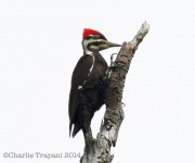 6s3a6701femalepileatedwoodpecker