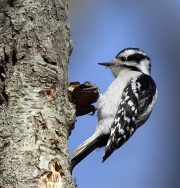 6s3a9637downeywoodpecker
