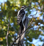 img_4416hairywoodpecker