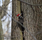 img_5852malepileatedwoodpecker