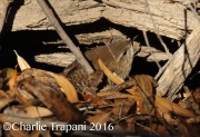 0J6A7676Winter_Wren