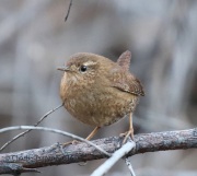 0J6A8476Pacific_Wren