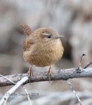 0J6A8497Pacific_Wren